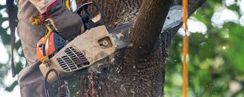 Best Tree Cabling and Bracing  in USA